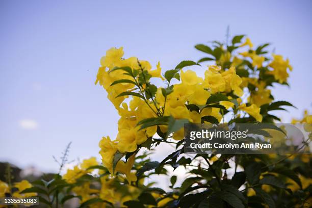 golden trumpet flowers in texas - grapevine texas stock pictures, royalty-free photos & images