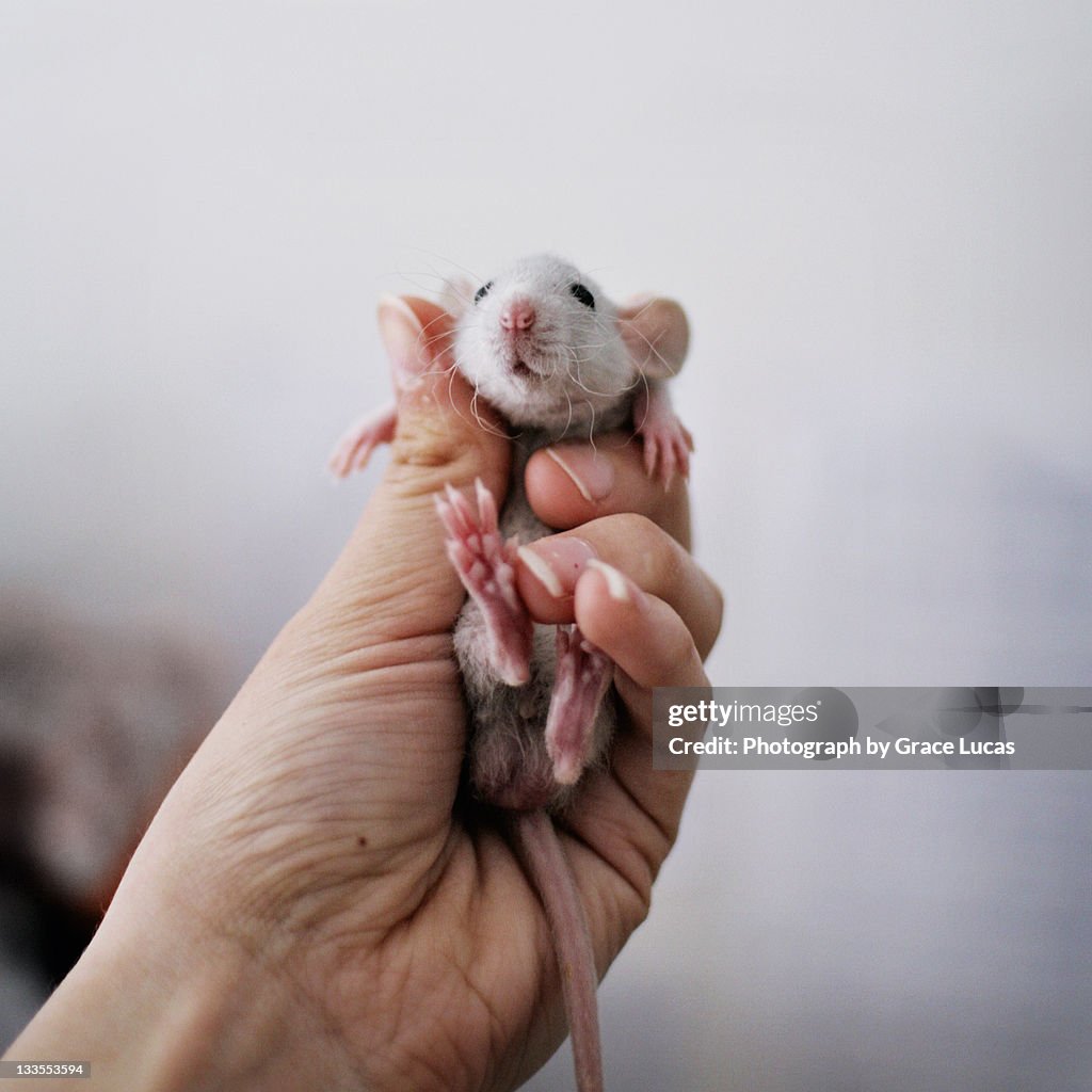 Baby Rat In Hand High-Res Stock Photo - Getty Images