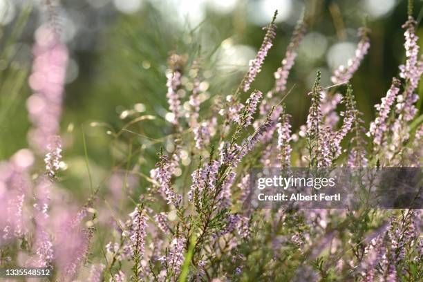 heidekraut - heather stock-fotos und bilder