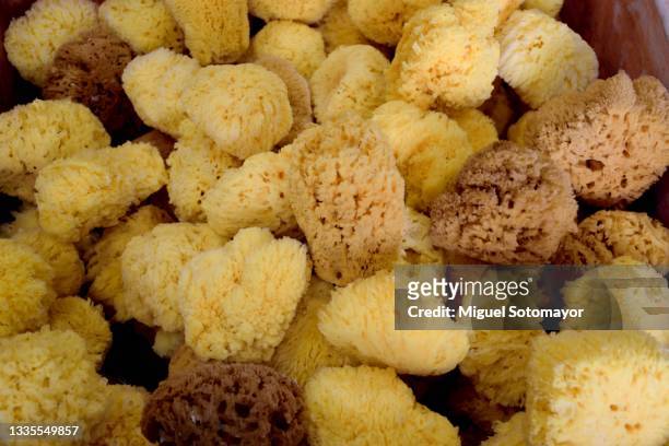 yellow sponges - absorbent stock pictures, royalty-free photos & images
