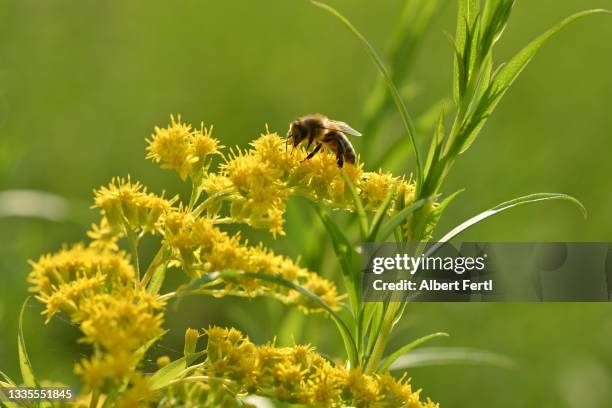 goldrute mit biene - goldenrod stock-fotos und bilder