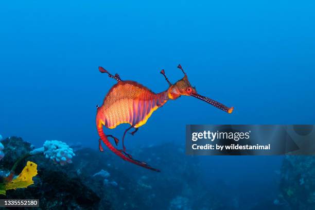 weedy sea dragon close up, jervis bay, nsw, australia. - ozeanien stock-fotos und bilder