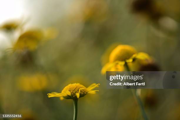 wildblume mit gelben blüte - wildblume 個照片及圖片檔