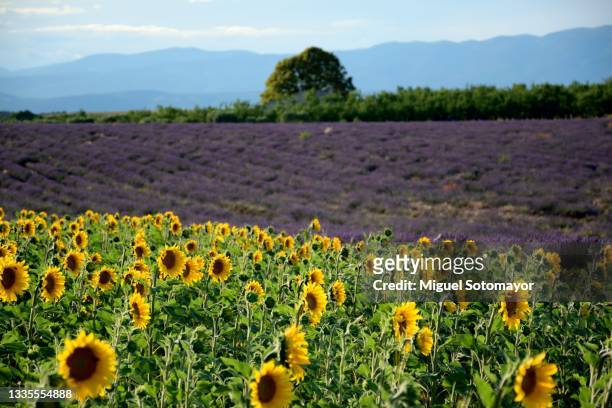 sunflower fields next to lavender fields - plateau de valensole fotografías e imágenes de stock