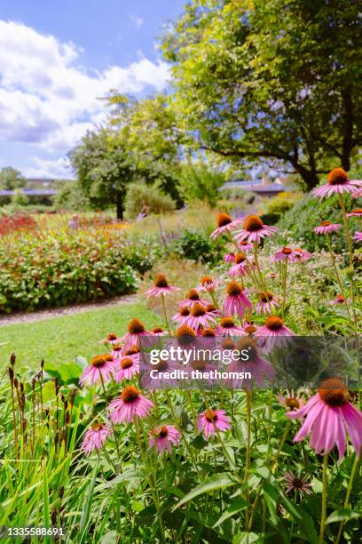 purple coneflowers in bloom in a urban park, germany - echinacea stock pictures, royalty-free photos & images