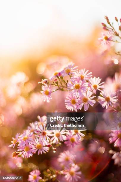 close-up of aster in bloom, germany - hot pink stockfoto's en -beelden