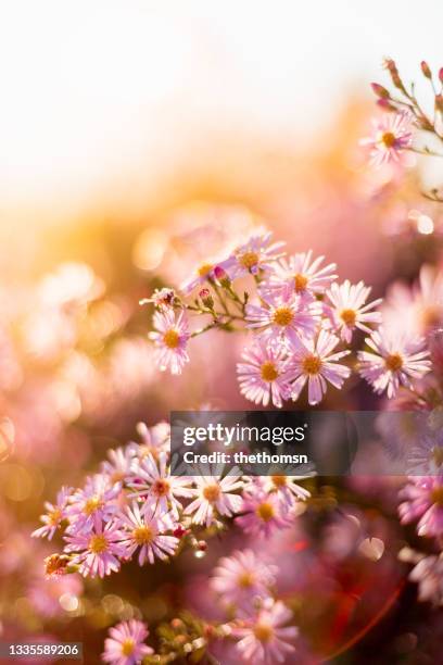 close-up of aster in bloom, germany - aster stock pictures, royalty-free photos & images