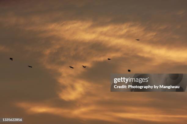 new guinea rainforest sunset flock of birds silhouette - birds indonesia stock pictures, royalty-free photos & images