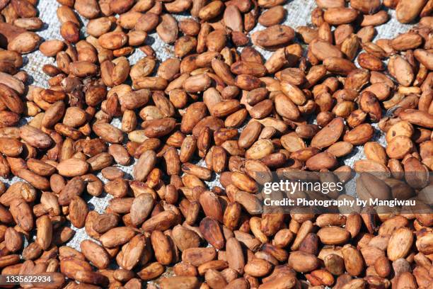 cocoa beans - cocoa fermentation stock pictures, royalty-free photos & images