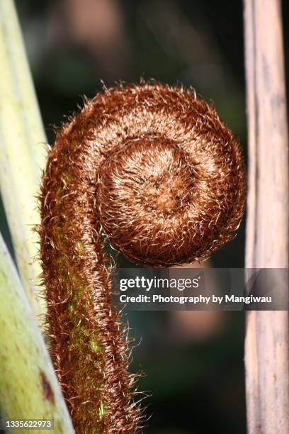 unfurling frond new beginning - unfurling life concept stock-fotos und bilder