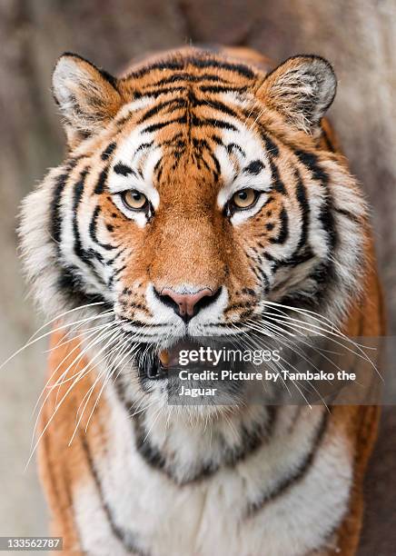 tigress - empty face female stockfoto's en -beelden