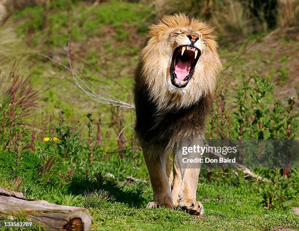 lion roaring - tiergebrüll stock-fotos und bilder