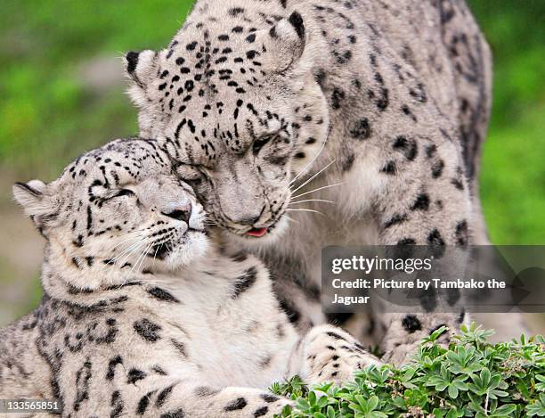 snow leopard - snow leopard print stock pictures, royalty-free photos & images