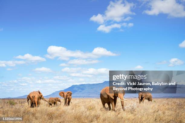 beautiful scenic of elephant family against blue mountains and sky at tsavo east, kenya - animales de safari fotografías e imágenes de stock