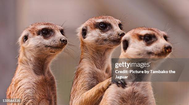 three meerkats - drei tiere stock-fotos und bilder