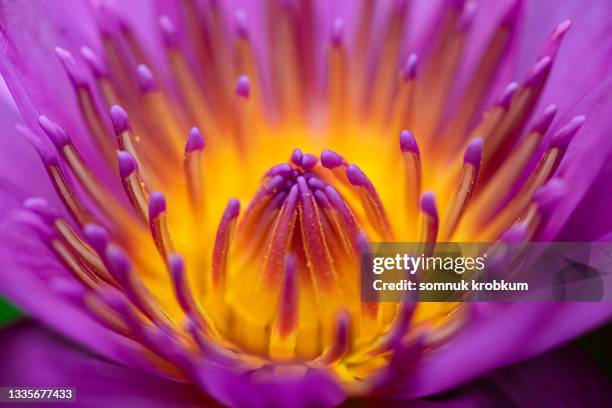 pollen and petal lotus in macrophotography - lotus rain stock pictures, royalty-free photos & images