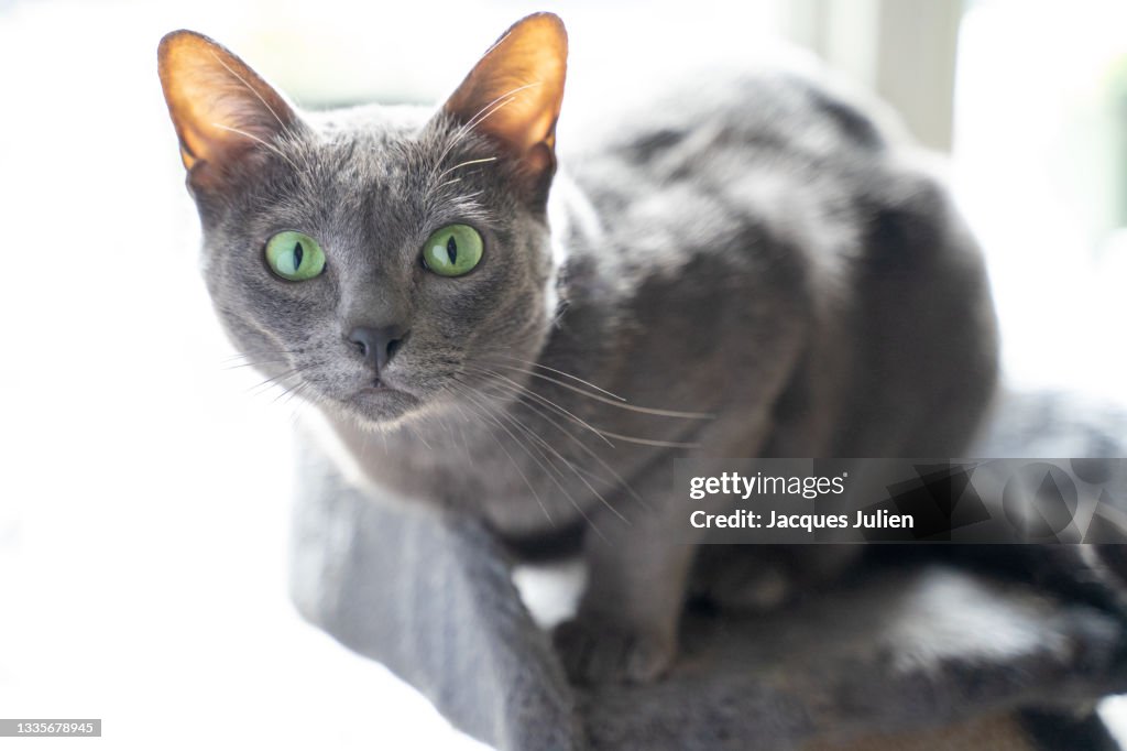 Blue grey cat