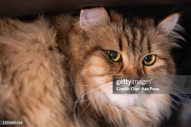 close up side view of long haired pure breed tabby cute siberian cat with yellow eyes hiding himself under a bed at home looking at camera. - cat hiding under bed - fotografias e filmes do acervo