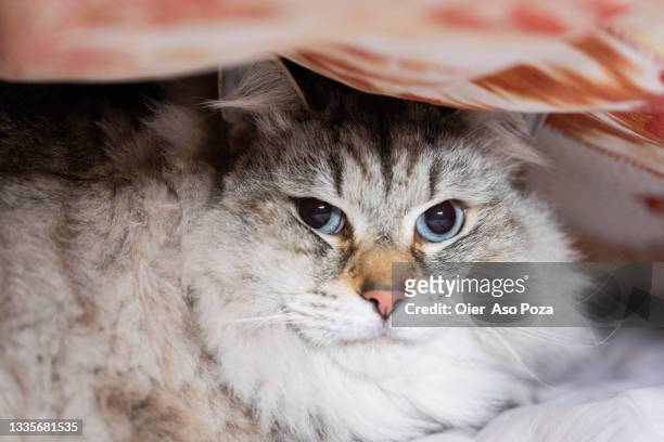 pure breed grey and white cute siberian cat with blue eyes looking at camera at home hiding under the bed. - cat hiding under bed - fotografias e filmes do acervo