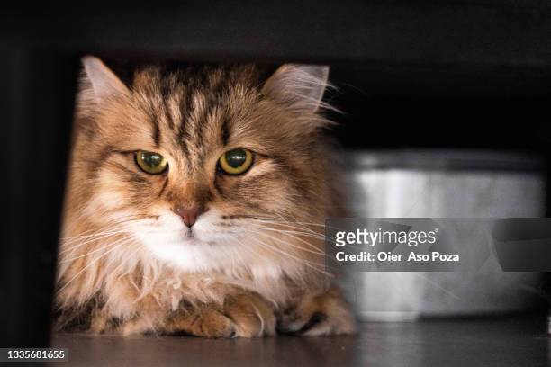 front view of pure breed tabby cute siberian cat with yellow eyes hiding himself under a bed at home looking at camera. - cat hiding under bed - fotografias e filmes do acervo