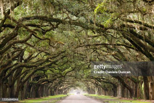 the awe-inspiring wormsloe historic site - live oak tree stock pictures, royalty-free photos & images