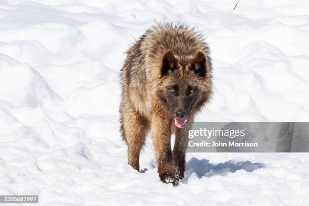 Bronze colored Gray wolf walking forward toward camera on snowy hill