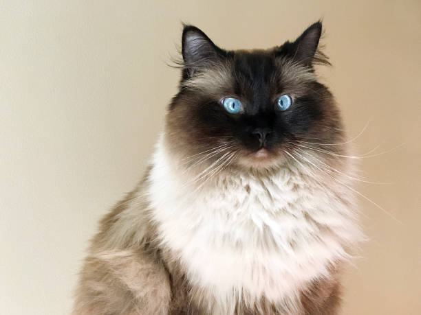 Portrait of a Seal Colorpoint Ragdoll Cat against a Pale Wall