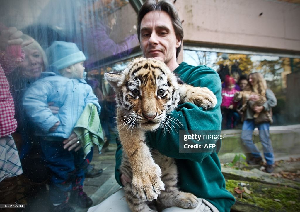 Zoo keeper Rene Hinte holds a young tige