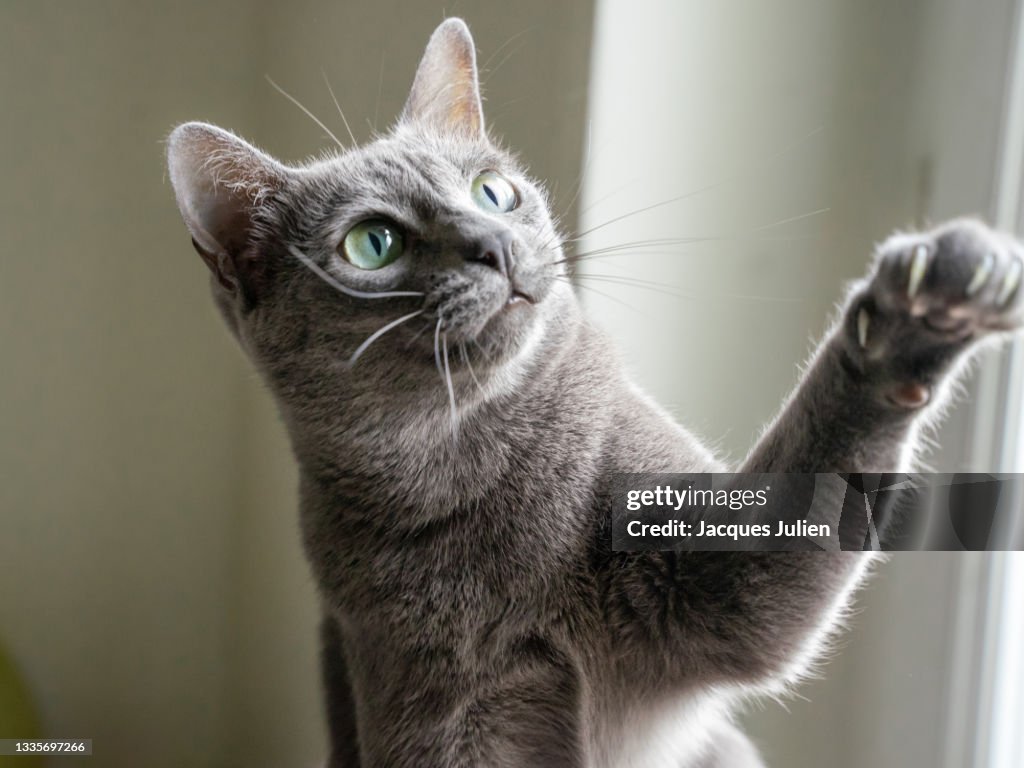 Grey cat playing