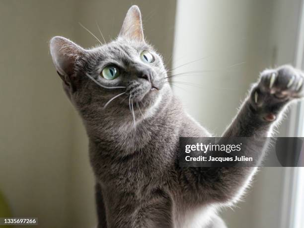 grey cat playing - russian blue cat stock pictures, royalty-free photos & images