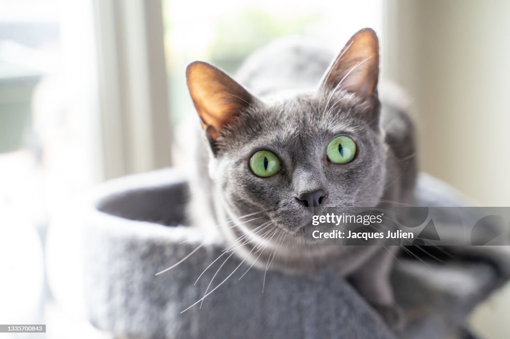 Cute purebred cat