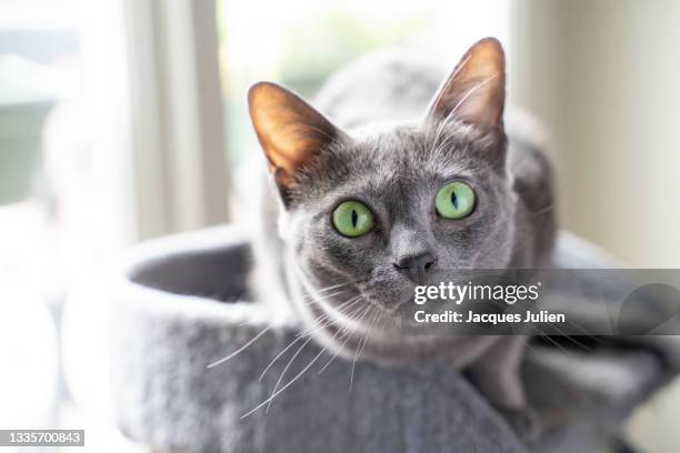 cute purebred cat - burmese cat fotografías e imágenes de stock