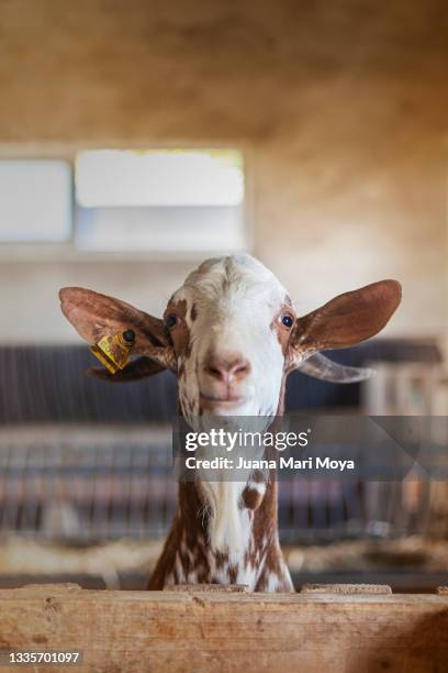 front portrait of a friendly goat, in the stable of a domestic farm. jaen, andalusia, spain - goat pen stock pictures, royalty-free photos & images