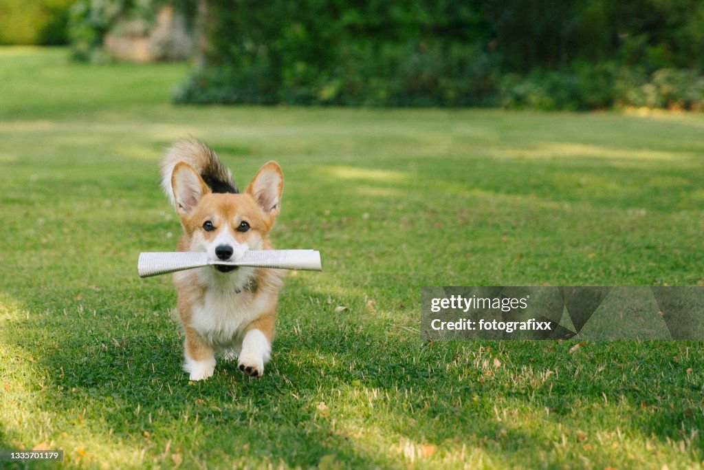 Laufender Hund holt eine Zeitung im Maul