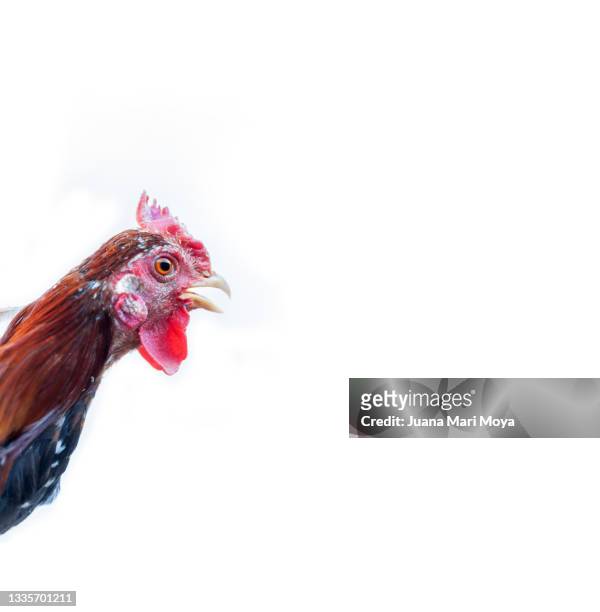 photograph of a rooster's head on white background - funny rooster ストックフォトと画像