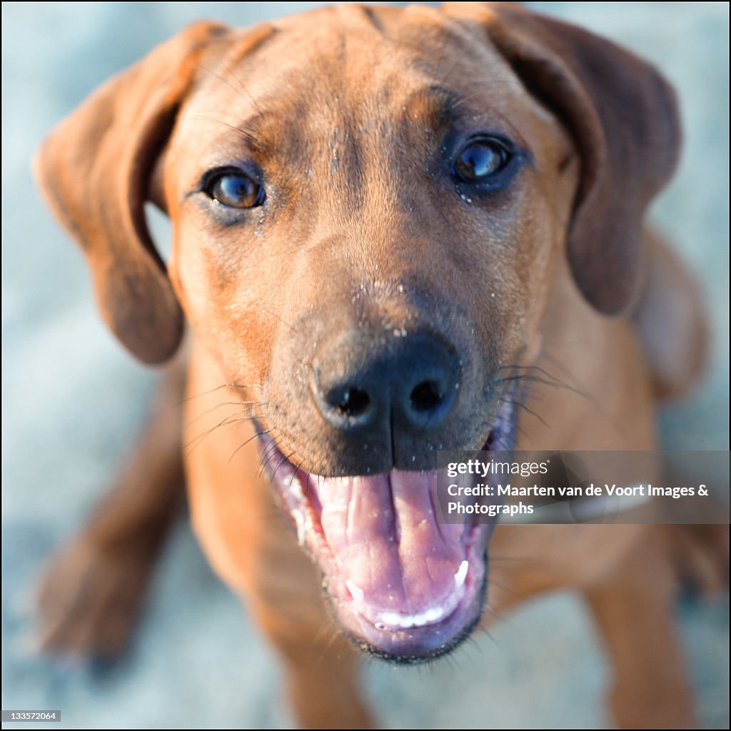Ridgeback puppy