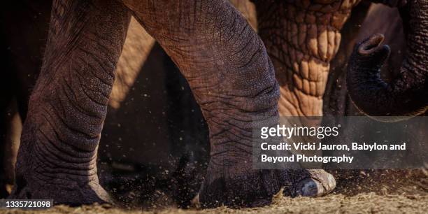 beautiful close up of elephants at the water hole at tsavo east, kenya - stomp stock pictures, royalty-free photos & images