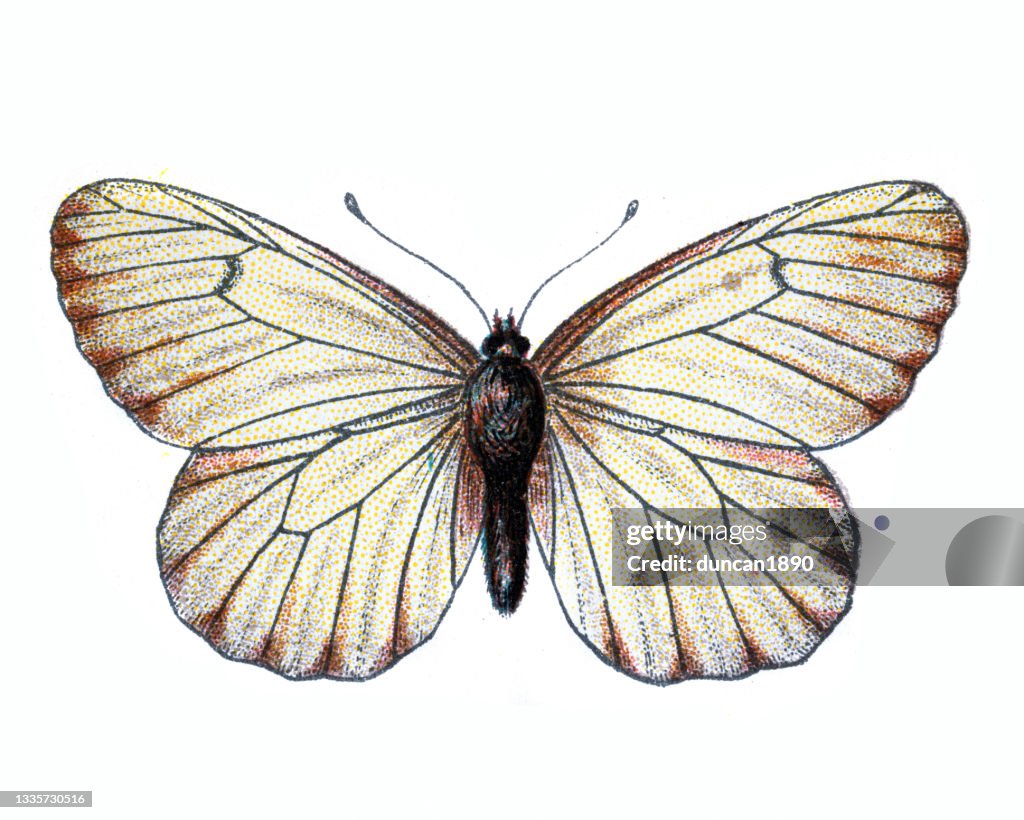 Black-veined white, Aporia crataegi, Butterfly, Insects, Wildlife art