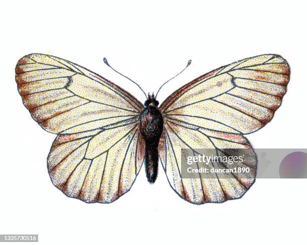 black-veined white, aporia crataegi, butterfly, insects, wildlife art - aporia crataegi stock illustrations