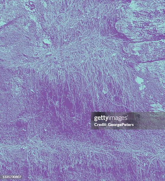 dried pine needles and forest floor background - compost stock illustrations