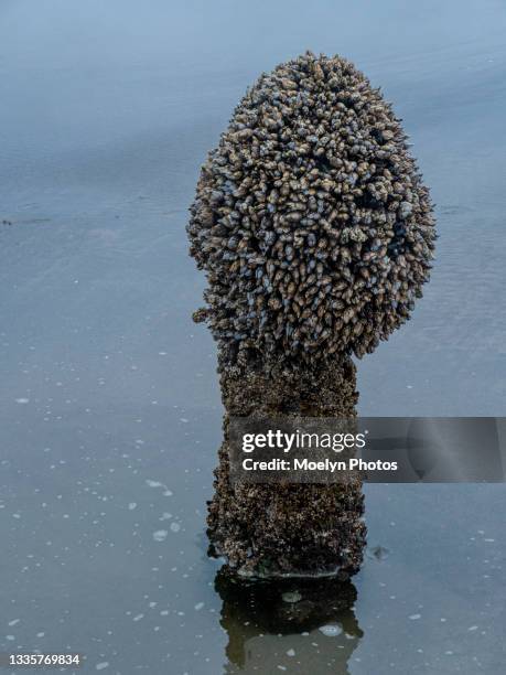 nature's creation - neskowin ghost forest - or - barnacle fotografías e imágenes de stock