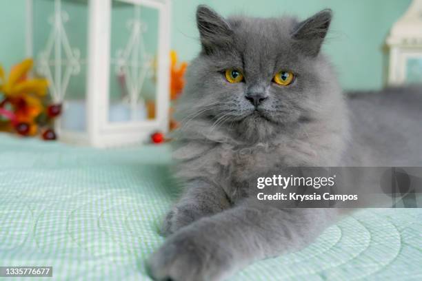 beautiful blue persian cat relaxed on livingroom - longhair cat stockfoto's en -beelden