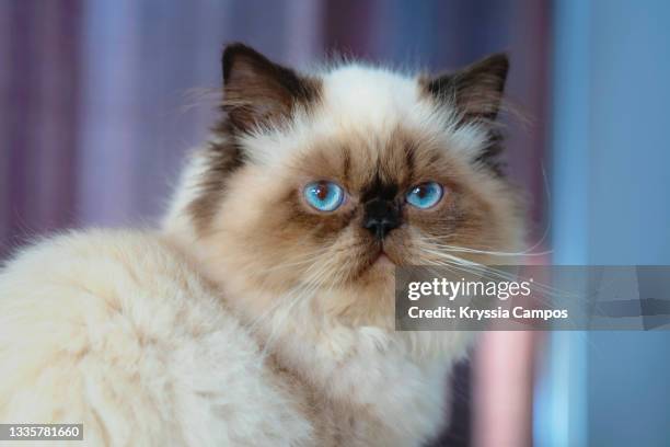 portrait of seal point himalayan cat - himalayan cat stock pictures, royalty-free photos & images