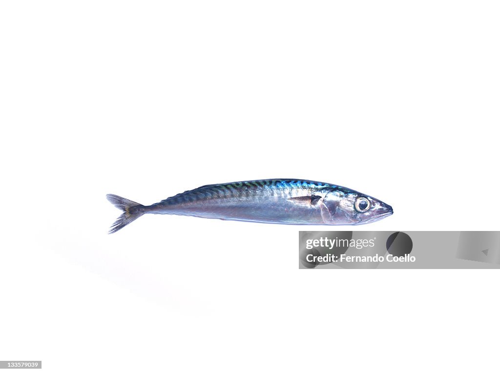 Atlantic mackerel