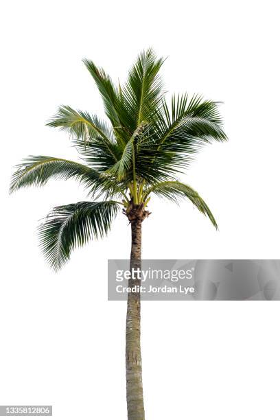 coconut palm tree isolated on white background - palmera fotografías e imágenes de stock