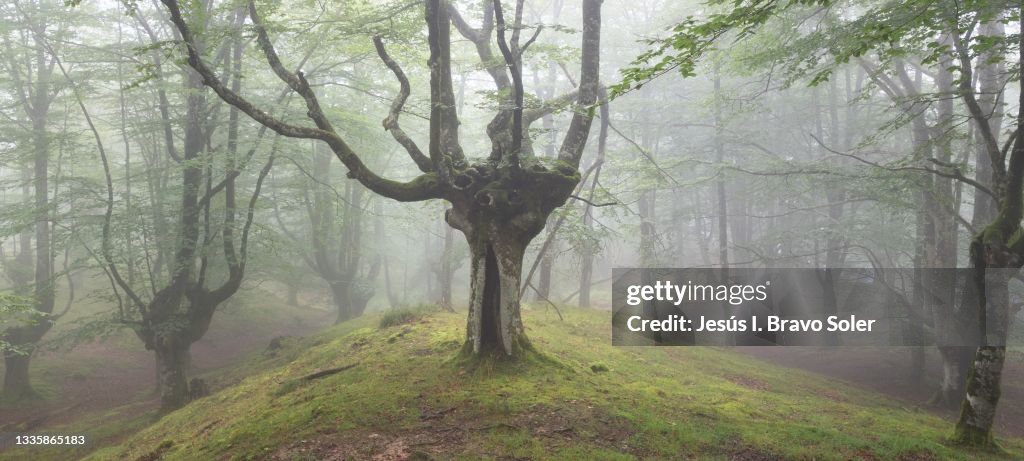 Pollarded beech forest in the GORBEA Natural Park in Bizkaia Basque Country