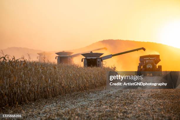 combinar la cosecha en los campos agrícolas al atardecer. - cosechadora fotografías e imágenes de stock