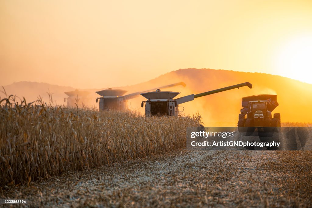 Combine harvesting in agriculture fields at sunset.