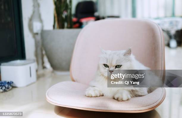 cat resting in a chair - persian cat stock pictures, royalty-free photos & images