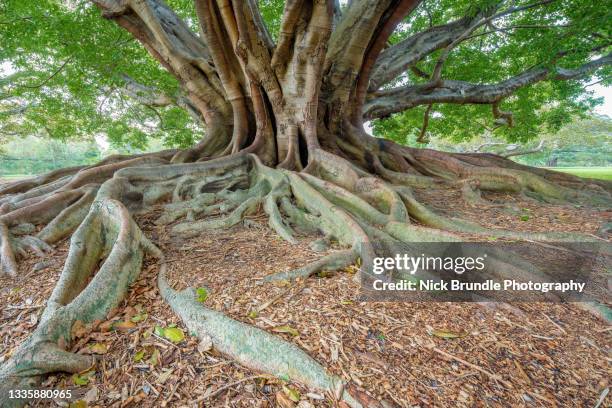 roots. - rainforest icon stock pictures, royalty-free photos & images